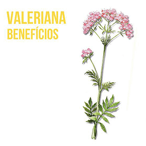 Valeriana – O Rivotril natural