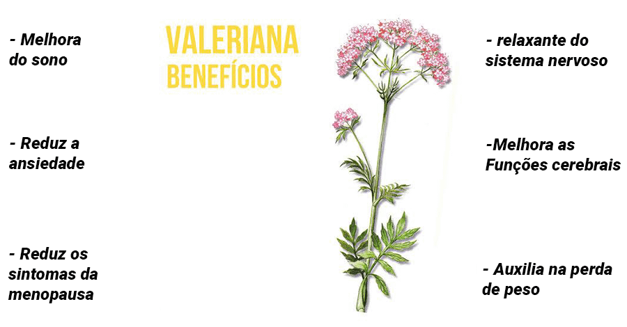 Valeriana – O Rivotril natural